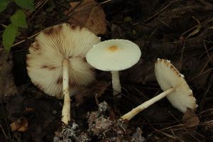 Bedla hranostajová - Lepiota erminea (Fr.) Gillet
