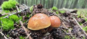 Klikni pro velký obrázek