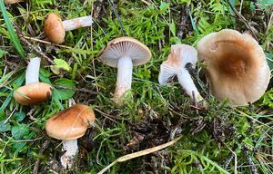 Šťavnatka terčovitá - Hygrophorus discoideus (Pers.) Fr.