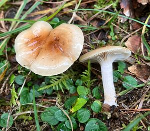 Šťavnatka terčovitá - Hygrophorus discoideus (Pers.) Fr.