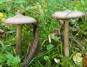 Závojenka šedohnědá - Entoloma porphyrophaeum (Fr.) P. Karst.
