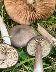 Závojenka šedohnědá - Entoloma porphyrophaeum (Fr.) P. Karst.
