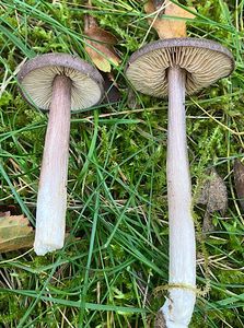 Závojenka šedohnědá - Entoloma porphyrophaeum (Fr.) P. Karst.