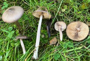 Závojenka šedohnědá - Entoloma porphyrophaeum (Fr.) P. Karst.