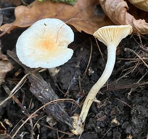 Šťavnatka Lindtnerova - Hygrophorus lindtneri M.M.Moser 1967