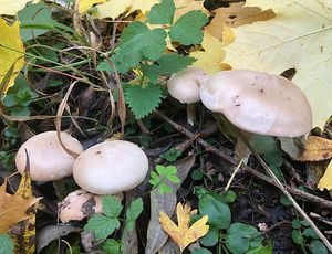 Čirůvka kosatcová - Lepista irina (Fr.) H.E. Bigelow