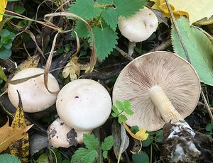 Čirůvka kosatcová - Lepista irina (Fr.) H.E. Bigelow