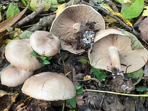 Čirůvka kosatcová - Lepista irina (Fr.) H.E. Bigelow