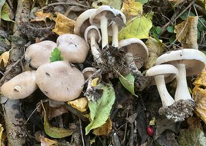 Čirůvka kosatcová - Lepista irina (Fr.) H.E. Bigelow