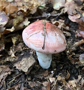 Klikni pro velký obrázek