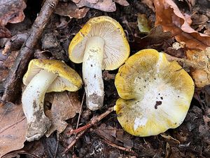 Klikni pro velký obrázek