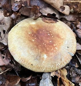 Klikni pro velký obrázek