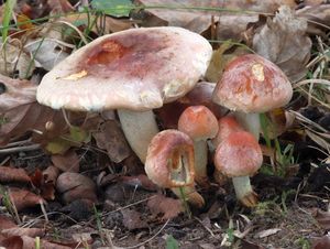 Klikni pro velký obrázek