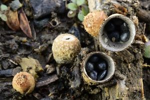 Číšenka výkalová - Cyathus stercoreus (Schwein.) De Toni 1888