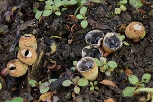 Číšenka výkalová - Cyathus stercoreus (Schwein.) De Toni 1888