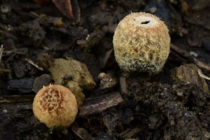 Číšenka výkalová - Cyathus stercoreus (Schwein.) De Toni 1888