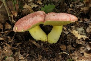 Klikni pro velký obrázek