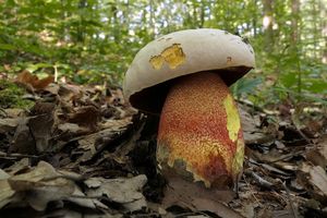 Klikni pro velký obrázek