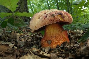 Klikni pro velký obrázek