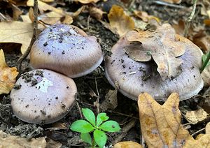 Pavučinec pochvatý - Cortinarius moenne-loccozii Bidaud