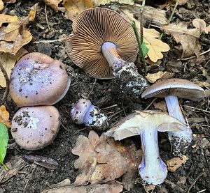 Pavučinec pochvatý - Cortinarius moenne-loccozii Bidaud