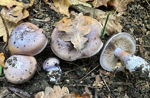 Pavučinec pochvatý - Cortinarius moenne-loccozii Bidaud