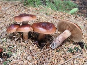 Klikni pro velký obrázek