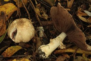 Pečárka koroptví - Agaricus phaeolepidotus (F.H.Moeller)