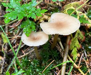 Strmělka vonná - Clitocybe fragrans (With.) P. Kumm. 1871