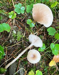 Strmělka vonná - Clitocybe fragrans (With.) P. Kumm. 1871