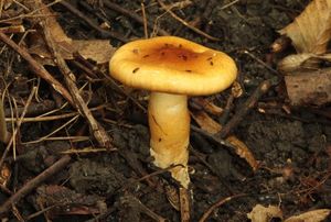 Slizobedla slizká - Limacella glioderma (Fr.) Maire.