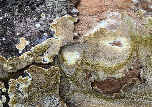 Popraška sklepní - Coniophora puteana (Schumach.) P.Karst.