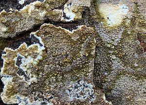 Popraška sklepní - Coniophora puteana (Schumach.) P.Karst.