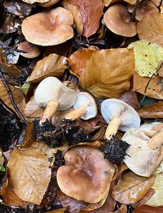 Ryzec nasládlý - Lactarius subdulcis (Pers.) Grey