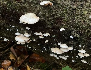 Trepkovitka Kubičkova - Crepidotus kubickae Pilát