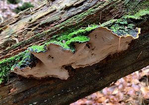 Ohňovec ohraničený - Phellopilus nigrolimitatus (Romell) Niemelä, T. Wagner et M. Fisch.