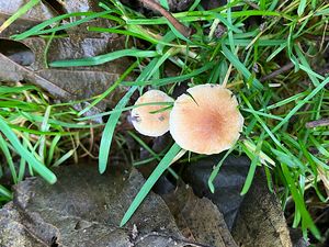 Olšovička namedovělá - Alnicola citrinella P.-A. Moreau et  A. de Haan