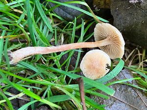 Olšovička namedovělá - Alnicola citrinella P.-A. Moreau et  A. de Haan