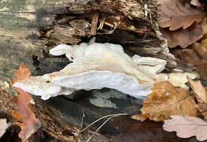 Bělochoroš našedlý - Postia tephroleuca (Fr.) Jülich