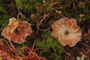 Lupénka vlnitá - Cotylidia undulata