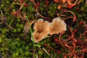 Lupénka vlnitá - Cotylidia undulata