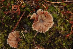 Lupénka vlnitá - Cotylidia undulata