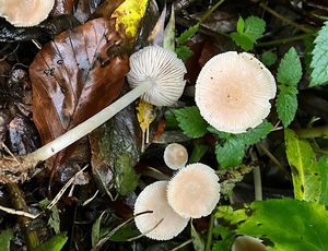 Olšovička olšinná - Alnicola inculta (Peck) Singer