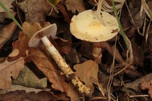 Klikni pro velký obrázek