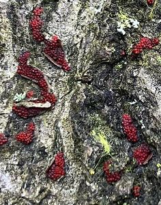 Rážovka šarlatová - Neonectria coccinea (Pers.) Rossman & Samuels