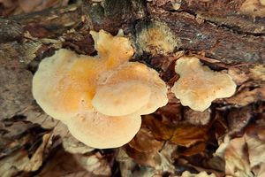 Bělochoroš Kmeťův - Tyromyces kmetii (Bres.) Bondartsev et Singer