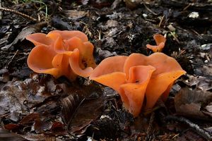 Rosolovec červený - Guepinia helvelloides (DC.) Fr. 1828