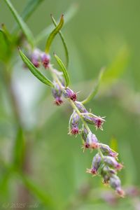 pelyněk Verlotů (Artemisia verlotiorum)
