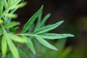 pelyněk Verlotů (Artemisia verlotiorum)