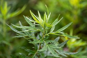 pelyněk Verlotů (Artemisia verlotiorum)